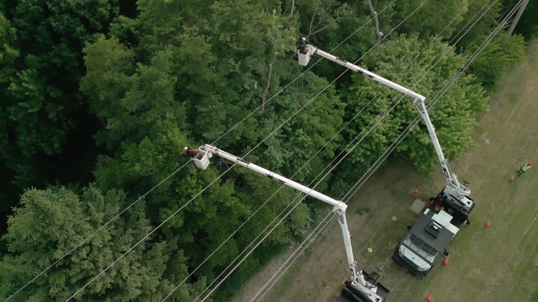 How Our Tree Care Process Works  in  Appalachia, VA