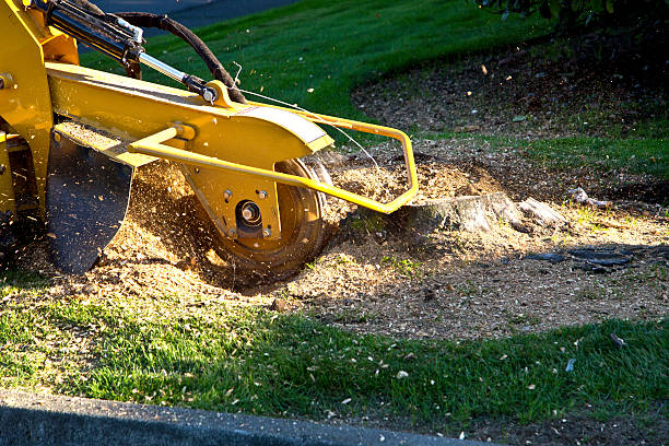 Best Tree Removal  in Appalachia, VA